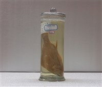 藏品(黃鰭鯛)的圖片